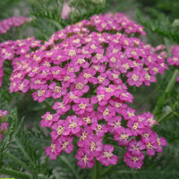 Schafgarbe Achillea millefolium 'Pretty Belinda' - Biologisch rosa - Winterhart - Bienen- und schmetterlingsfreundliche Pflanzen
