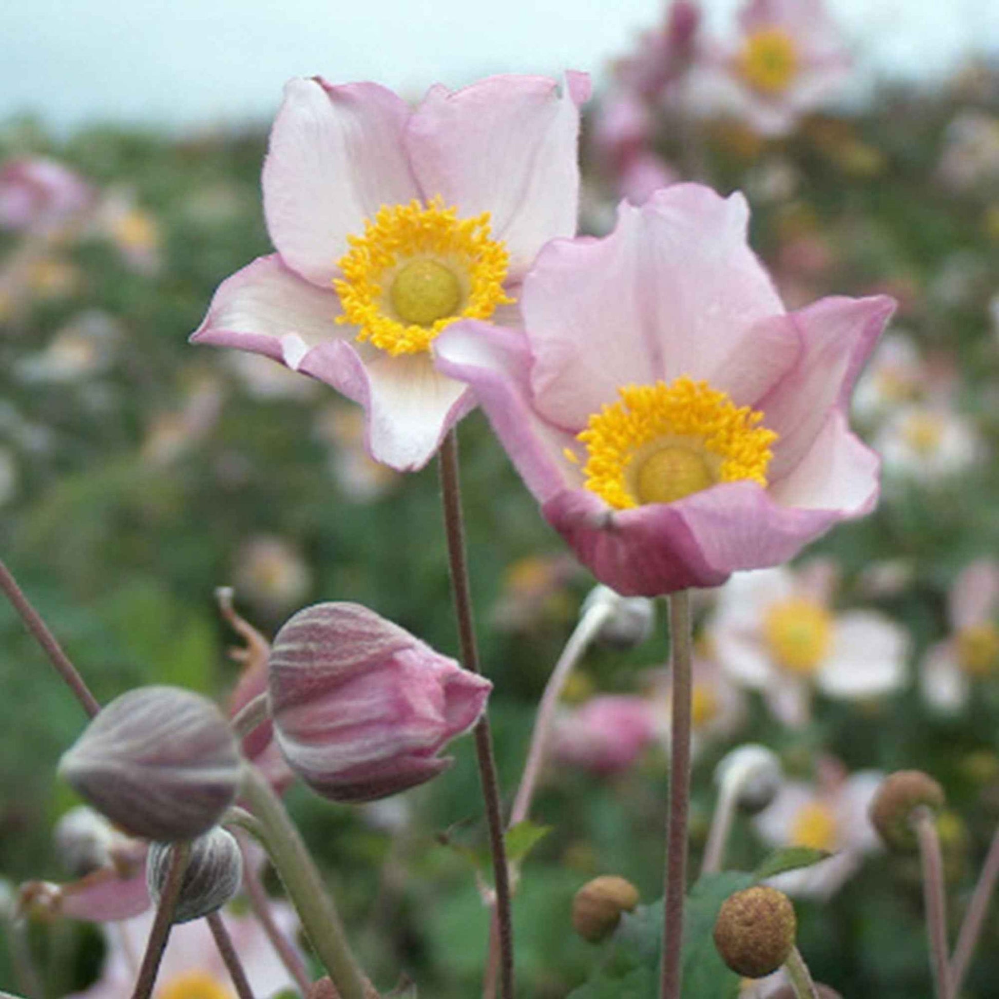 Herbstanemone Anemone 'Robustissima' - Biologisch rosa - Winterhart - Alle Gartenstauden