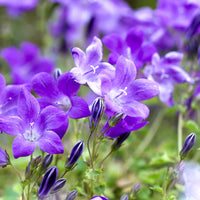 Polsterglockenblume Campanula portenschlagiana - blauviolette - biologisch - Bodendecker