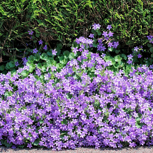 Polsterglockenblume Campanula portenschlagiana - blauviolette - biologisch - Alle Gartenstauden