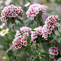 Bartnelke Dianthus 'Diabunda' - Biologisch lila-weiβ - Winterhart - Beetpflanzen
