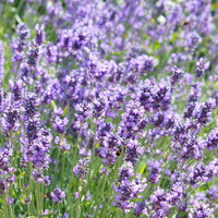 Lavendel Lavandula 'Hidcote' - Biologisch lila - Winterhart - Bienen- und schmetterlingsfreundliche Pflanzen