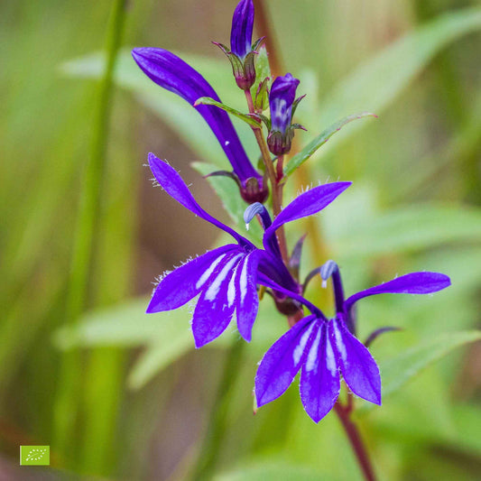 Wasser-Lobelie sessilifolia - Winterhart - Alle Gartenstauden