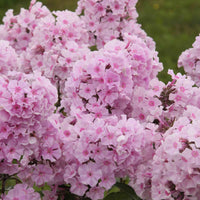 Flammenblume Phlox paniculata 'Charlotte' - Biologisch rosa - Winterhart - Bio-Gartenpflanzen