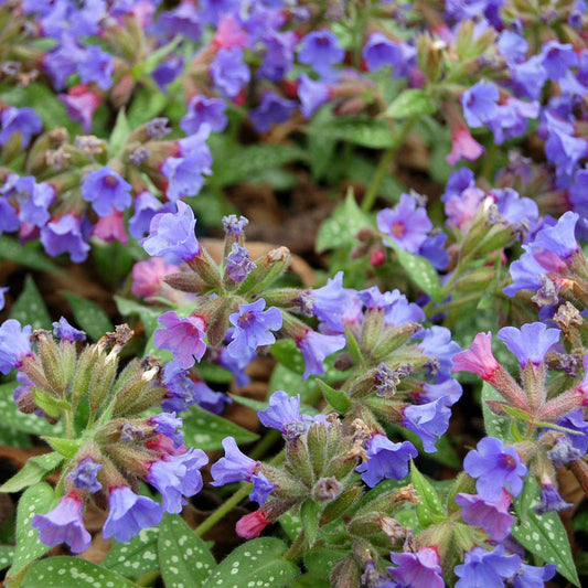 Lungenkraut Pulmonaria 'Trevi Fountain' Lila - Bio - Winterhart - Alle Gartenstauden