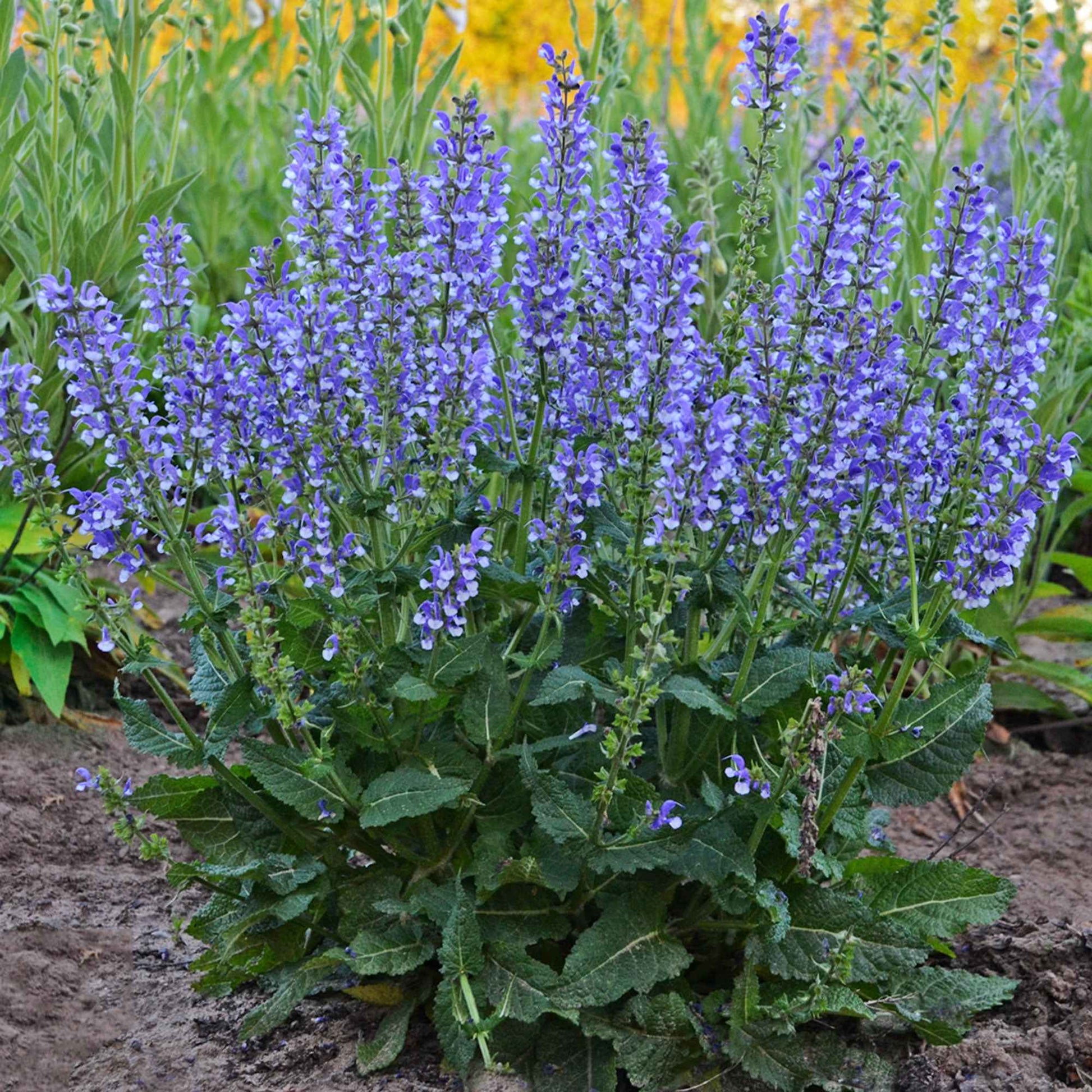 Feldsalbei Salvia 'Azure Snow' - Biologisch Blau-Weiss - Winterhart - Alle Gartenstauden