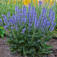 Feldsalbei Salvia 'Azure Snow' - Biologisch Blau-Weiss - Winterhart - Bio-Gartenpflanzen