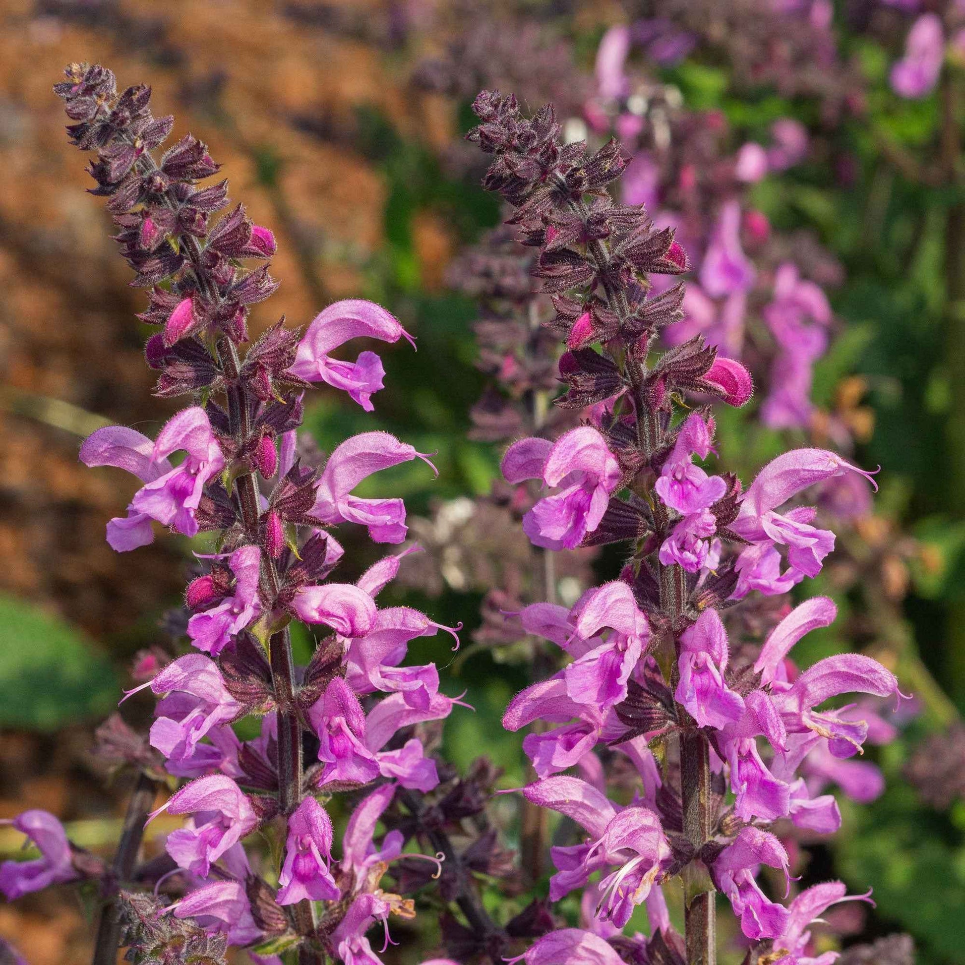 Feldsalbei Salvia 'Pretty in Pink' - Biologisch rosa - Winterhart - Bio-Gartenpflanzen