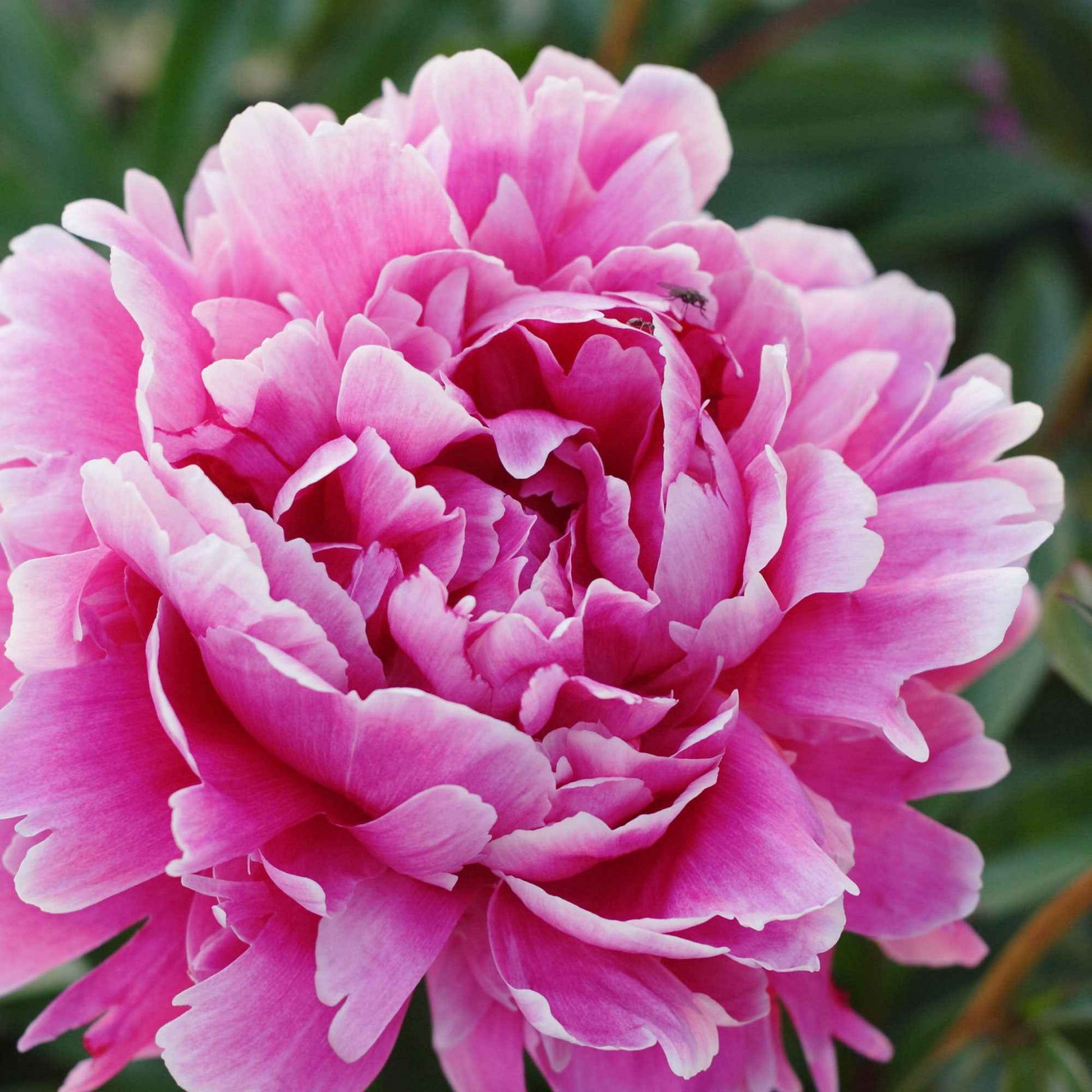 Pfingstrose Paeonia 'Alexander Fleming' - Biologisch rosa - Winterhart - Alle Gartenstauden