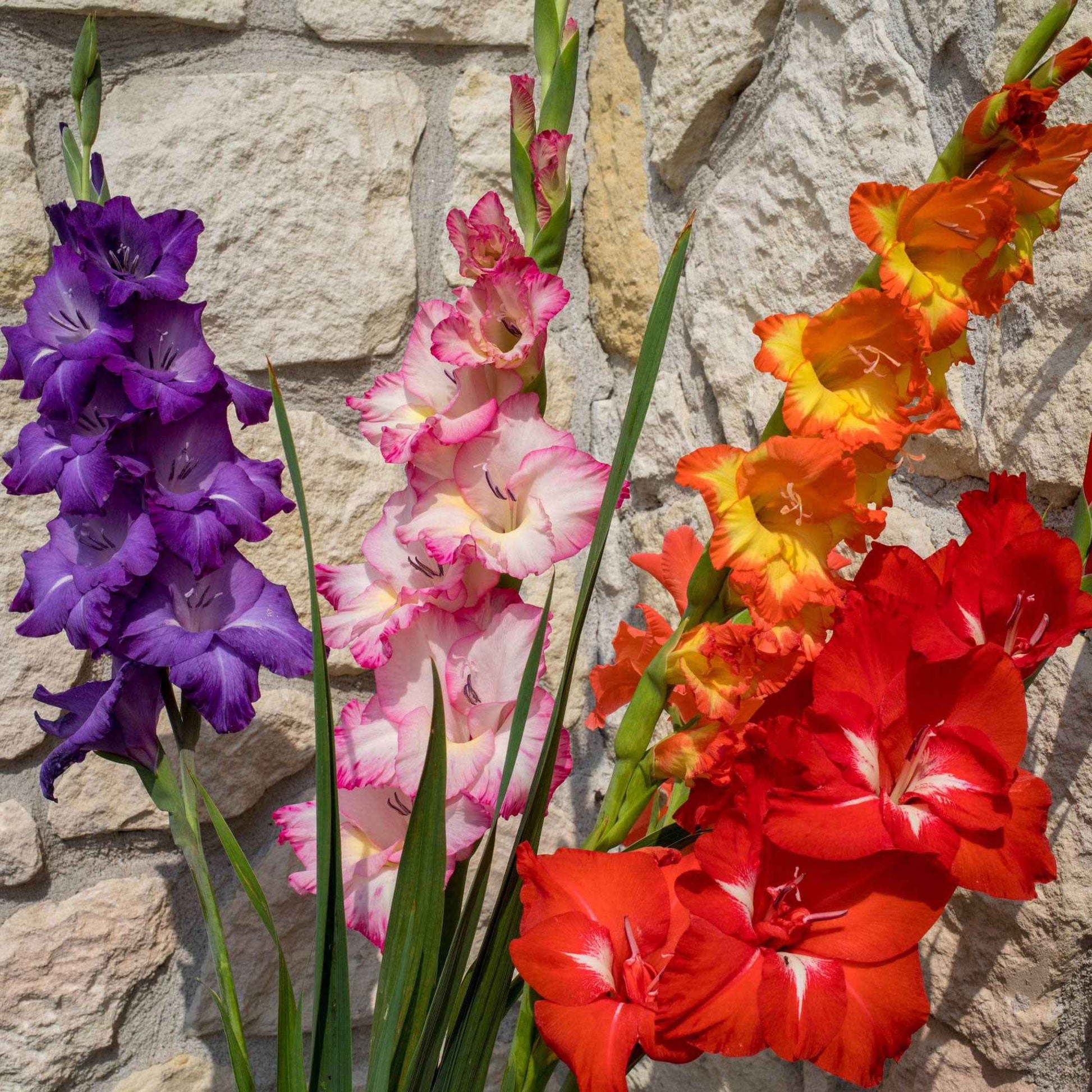 8x Gladiole Gladiolus Glamini - Mischung 'All Colors' inkl. Korb - Alle beliebten Blumenzwiebeln