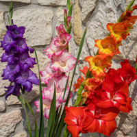 8x Gladiole Gladiolus Glamini - Mischung 'All Colors' inkl. Korb - Alle Blumenzwiebeln