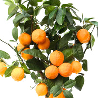 Limettenbaum Citrus 'Red Lime' auf einem Stamm - Gartenpflanzen