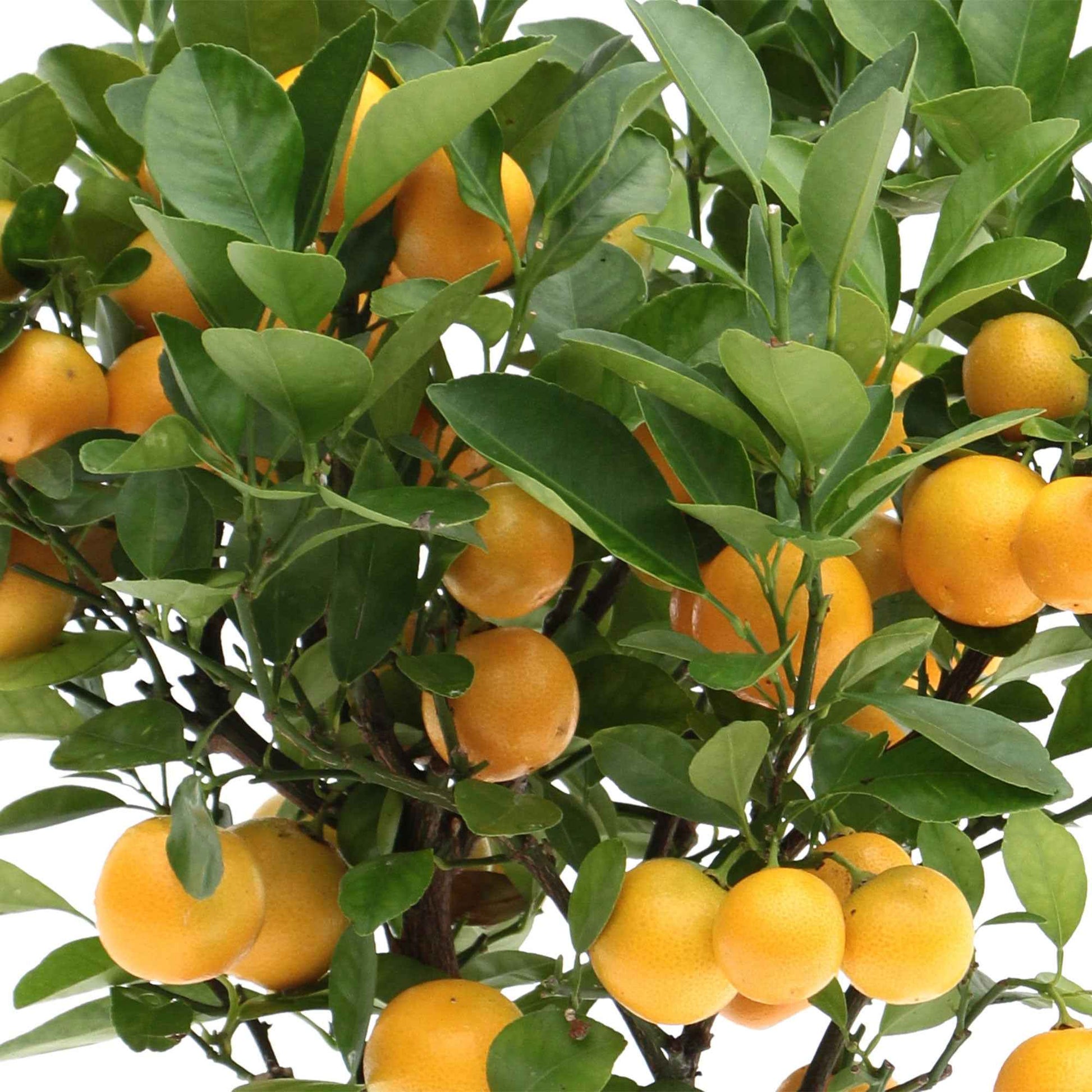 Citrus ‘Calamondin’ inkl. Ziertopf aus Keramik, Taupe - Bäume und Hecken