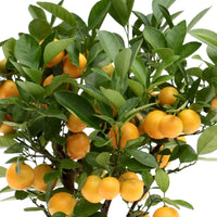 Mandarinenbaum Citrus mitis 'Citrofortunella microcaurau' inkl. Ziertopf aus Keramik, Grau - Bäume und Hecken