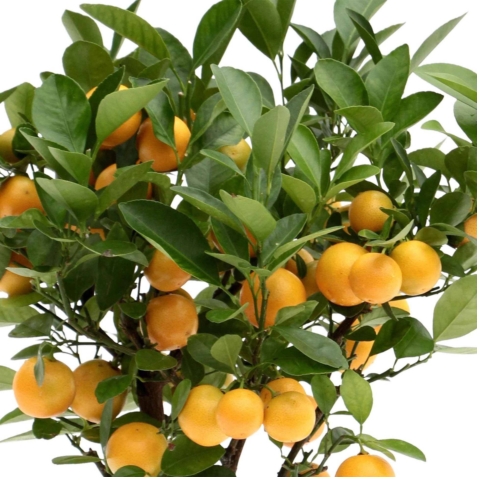 Mandarinenbaum Citrus mitis 'Citrofortunella microcaurau' inkl. Ziertopf aus Keramik, Grau - Gartenpflanzen