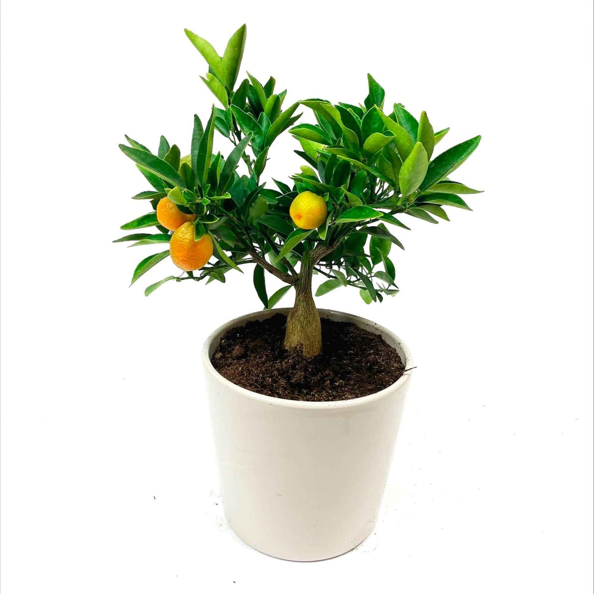 Mandarinenbaum Citrus mitis 'Citrofortunella microcaurau' inkl. Ziertopf aus Keramik, Grau - Gartenpflanzen im Ziertopf
