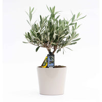 Olivenbaum Olea europaea 'Cipressino' inkl. Ziertopf aus Keramik, Grau - Gartenpflanzen im Ziertopf