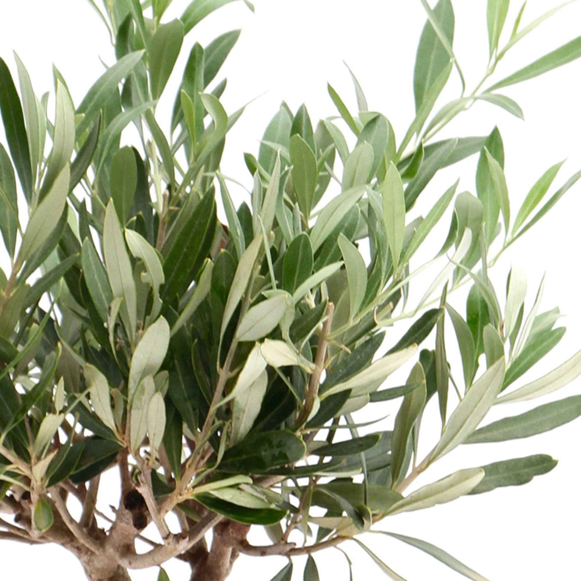 Olivenbaum Olea europaea 'Cipressino' inkl. Ziertopf aus Keramik, Taupe - Gartenpflanzen