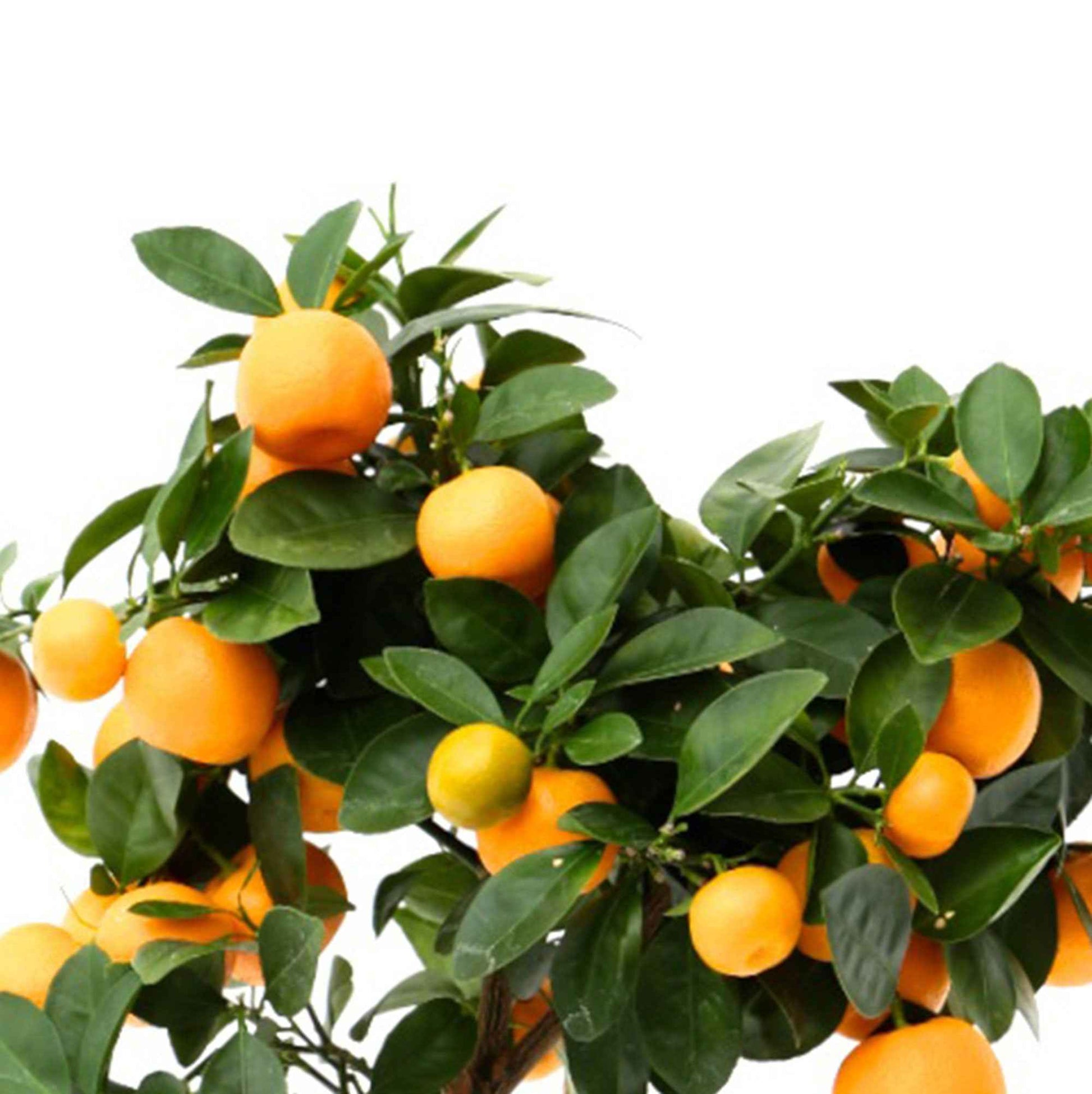 Mandarinenbaum Citrus mitis 'Calamondin' inkl. Topf aus Stein - Gartenpflanzen