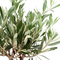 Olivenbaum Olea europaea 'Cipressino' inkl. Ziertopf aus Stein - Gartenpflanzen
