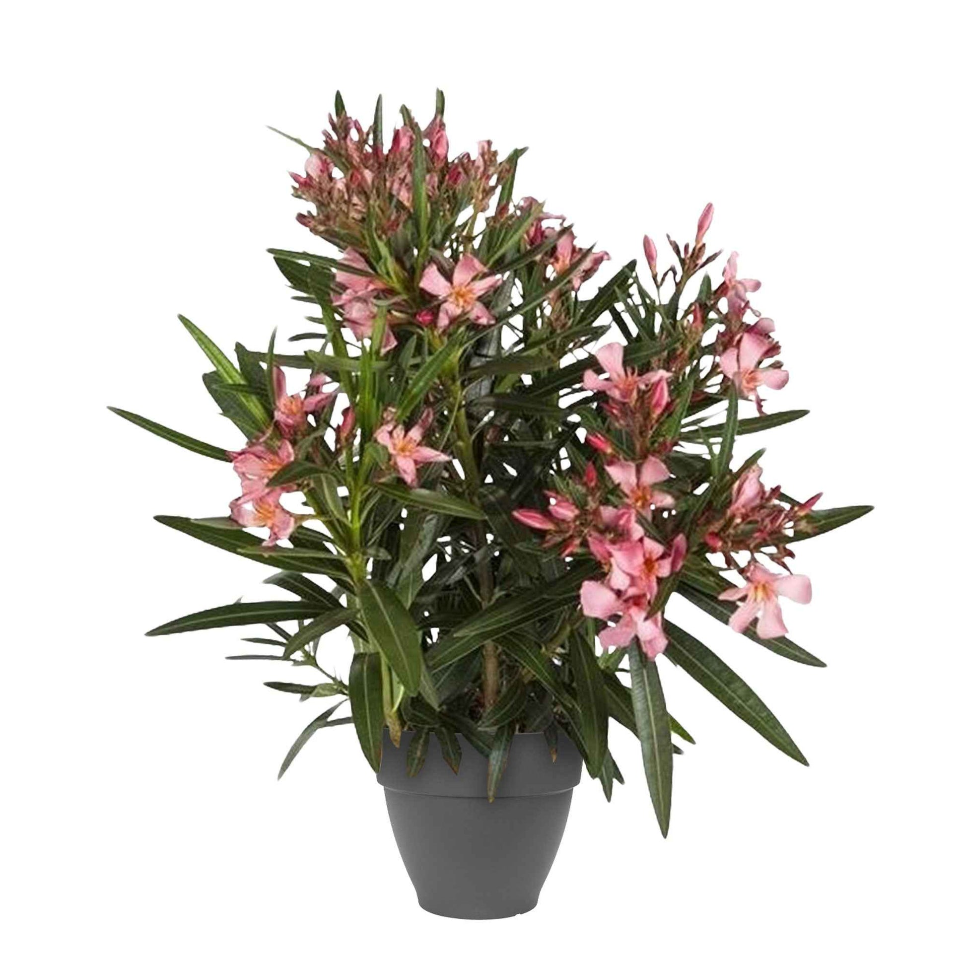 Nerium oleander rosa inkl. Elho-Ziertopf, anthrazit - Balkonpflanzen