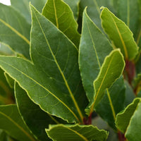 Lorbeerbaum Laurus nobilis grün inkl. Elho-Ziertopf, anthrazit - Winterhart - Gartentrends & Sets