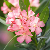 Nerium oleander rosa inkl. Elho-Ziertopf, weiß - Beetpflanzen