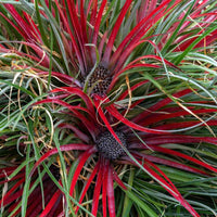 Gartenbromelie  Fascicularia 'Bicolor' Rot-Lila inkl. Dekotopf - Winterhart - Gartentrends & Sets
