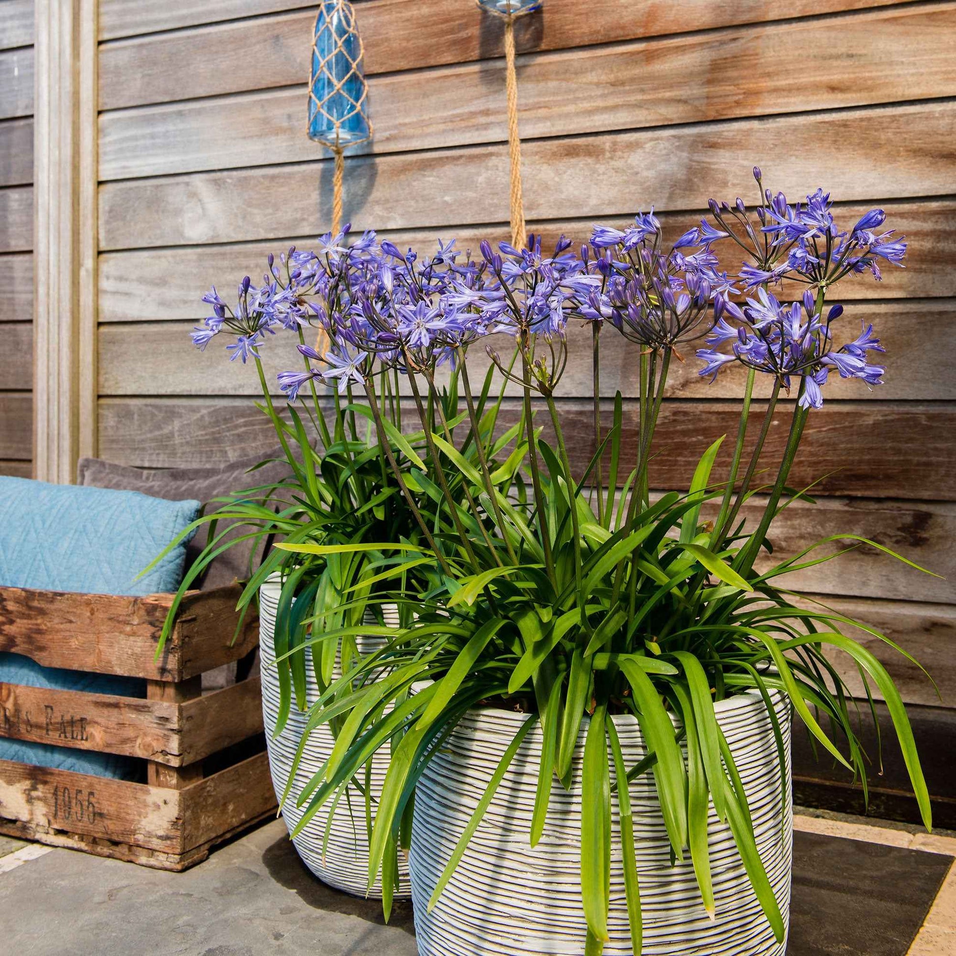 Afrikanische Lilie Agapanthus 'Summer Love' Blau - Winterhart - Blühende Gartenpflanzen