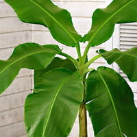 Bananenpflanze Musa basjoo inkl. Elho-Dekotopf, weiß - Kübelpflanzen