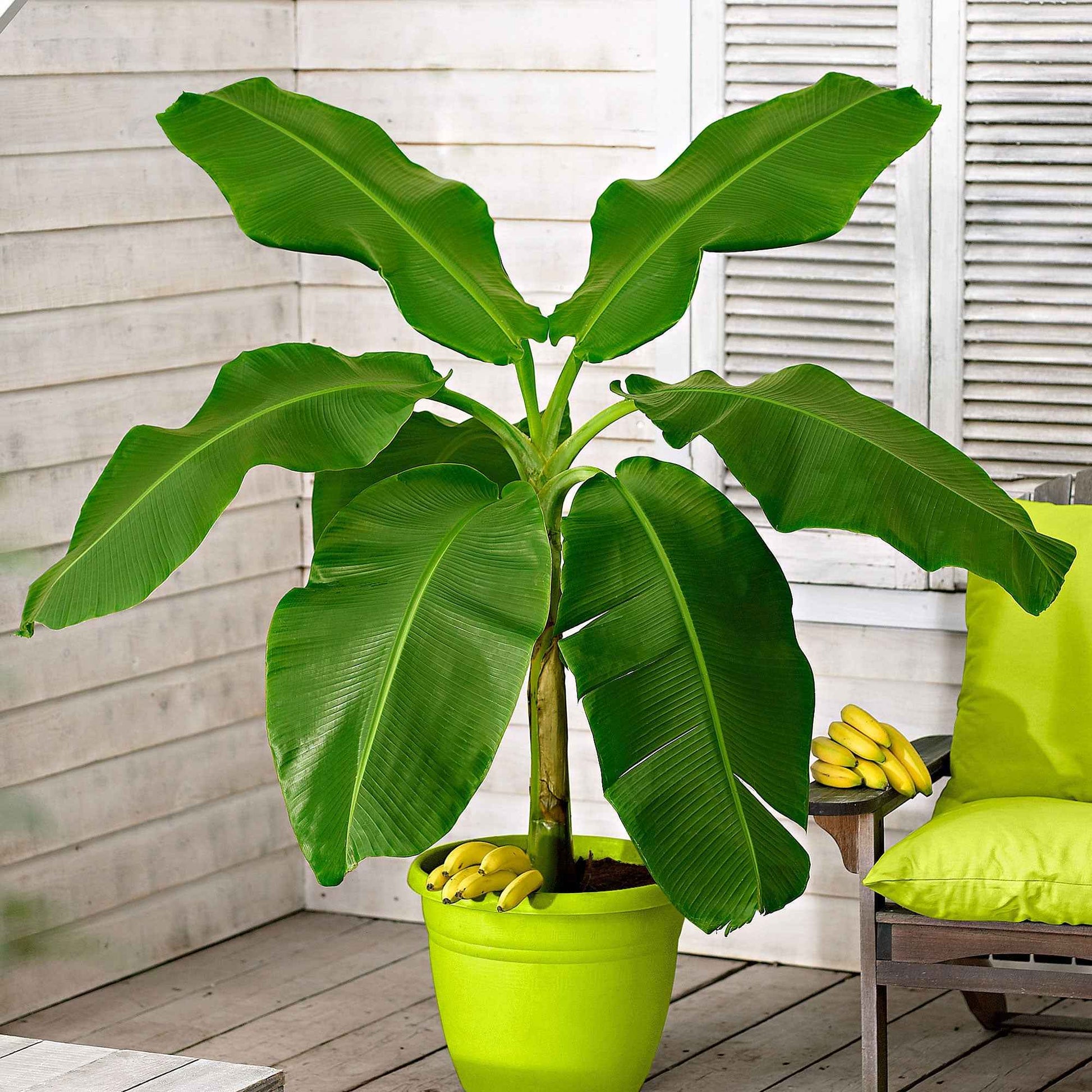 Bananenpflanze Musa basjoo inkl. Elho-Dekotopf, grün - Gartenpflanzen