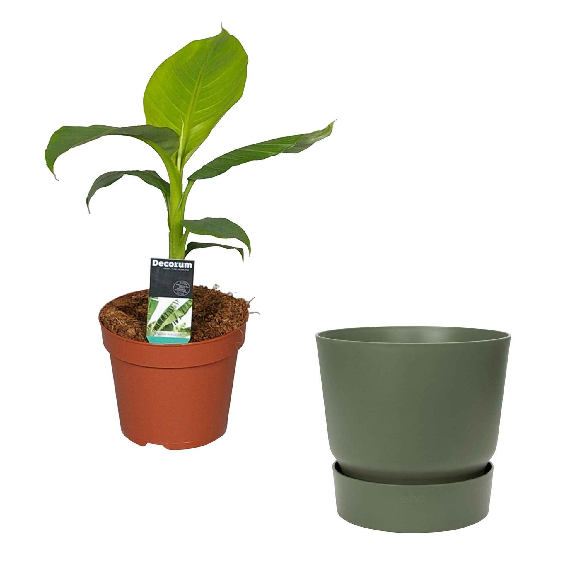 Bananenpflanze Musa basjoo inkl. Elho-Dekotopf, grün - Pflanzen Geschenke für den Garten