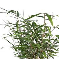 2 Bambus Fargesia rufa inkl. Capi-Ziertopf, grau - Winterhart - Bambus