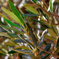 Olivenbaum Olea europeana inkl. Elho-Ziertopf - Beetpflanzen - Olea europeana