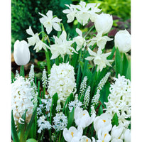 40x Blumenzwiebeln - Mischung 'Border Garden White' weiβ - Alle Blumenzwiebeln