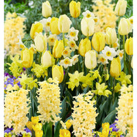 40x Blumenzwiebeln - Mischung 'Border Garden Yellow' gelb - Alle Blumenzwiebeln