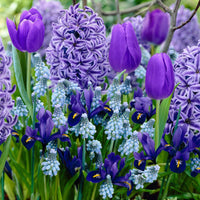 40x Blumenzwiebeln - Mischung 'Border Garden Blue' blau - Alle Blumenzwiebeln