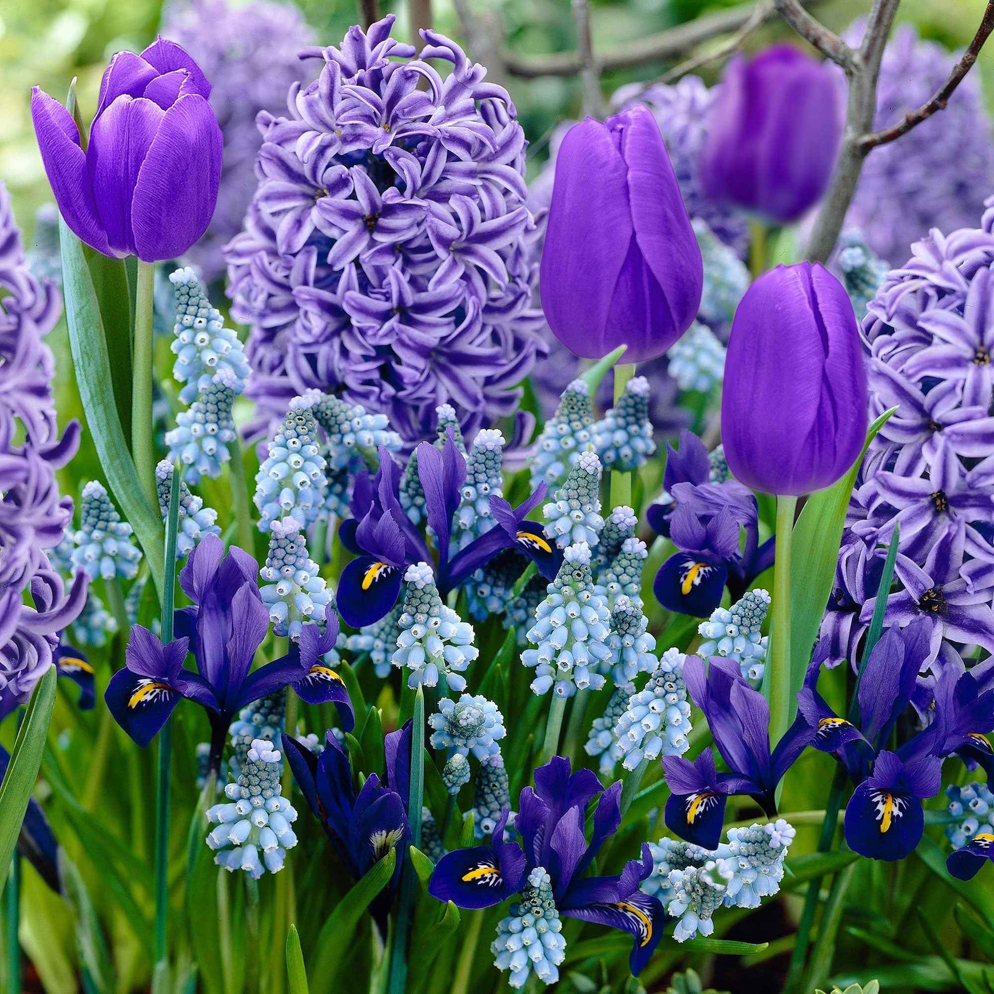 40x Blumenzwiebeln - Mischung 'Border Garden Blue' blau kaufen