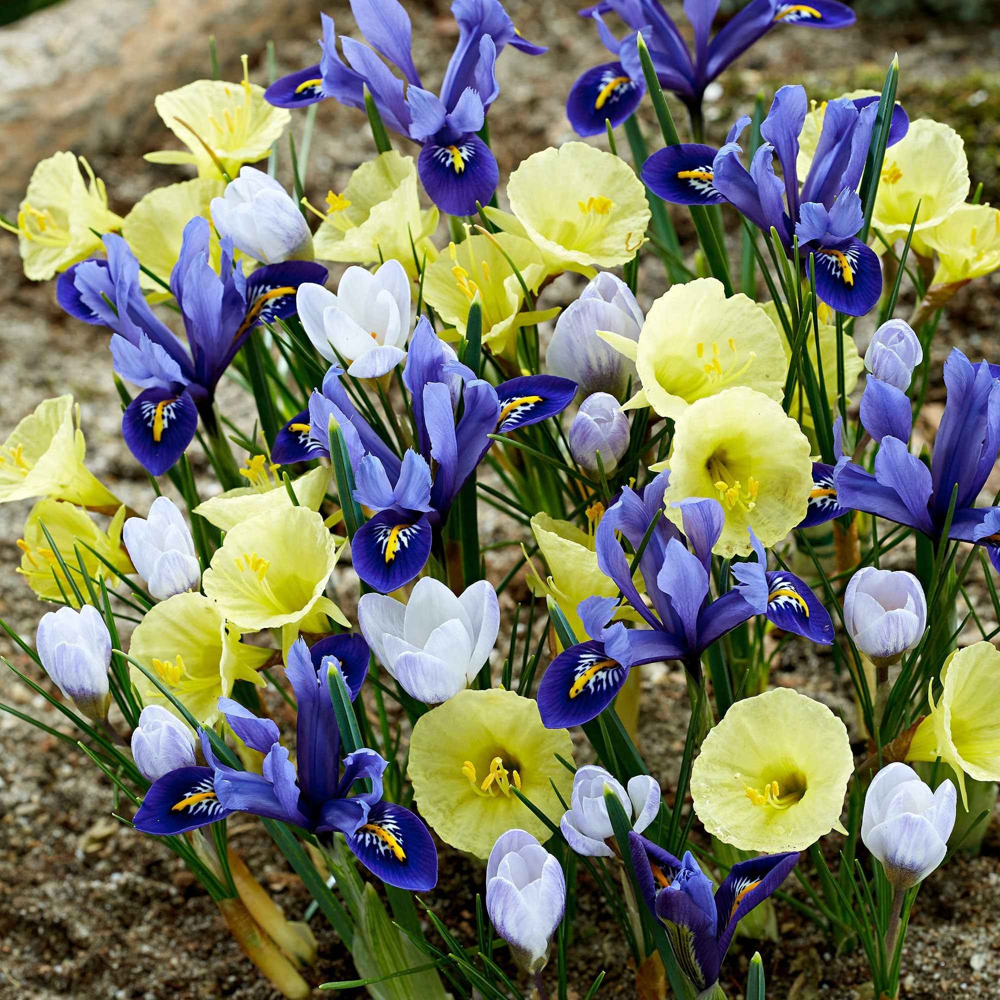 40x Blumenzwiebeln - Mischung 'Early Bird' blau-lila-gelb - Alle Blumenzwiebeln