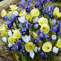 40x Blumenzwiebeln - Mischung 'Early Bird' blau-lila-gelb - Blumenzwiebel-Beetpakete