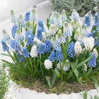 50x Blaue + weiße Trauben Muscari - Mischung 'Spring Hill Blend' blau-weiβ - Bienen- und schmetterlingsfreundliche Pflanzen
