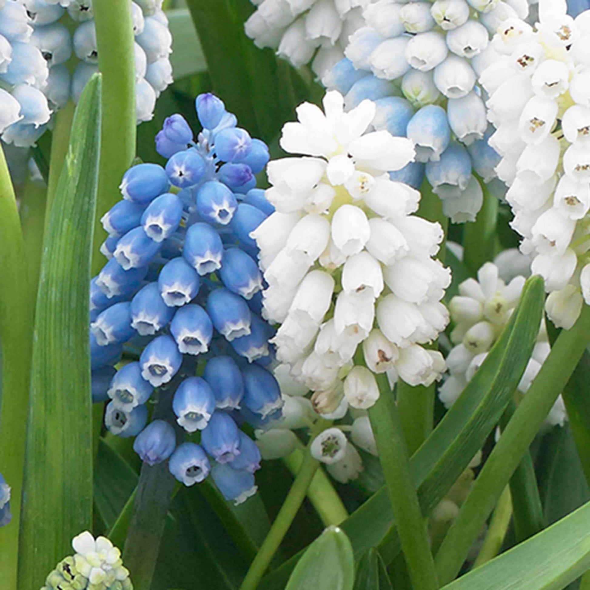 50x Blaue + weiße Trauben Muscari - Mischung 'Spring Hill Blend' blau-weiβ - Alle Blumenzwiebeln
