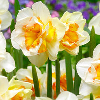 15x Großblütler Narzissen Narcissus 'Sweet Ocean' weiβ-orange - Alle Blumenzwiebeln