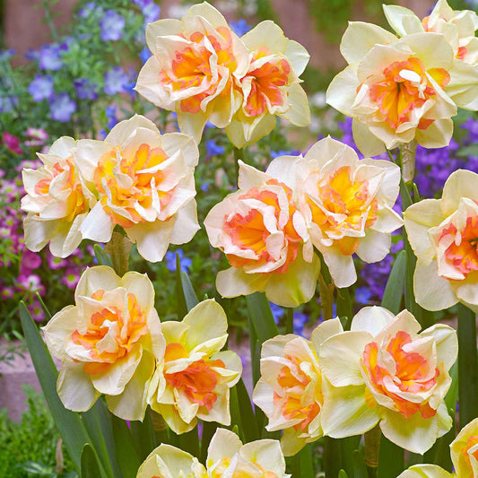 15x Großblütler Narzissen Narcissus 'Sweet Ocean' weiβ-orange - Alle beliebten Blumenzwiebeln