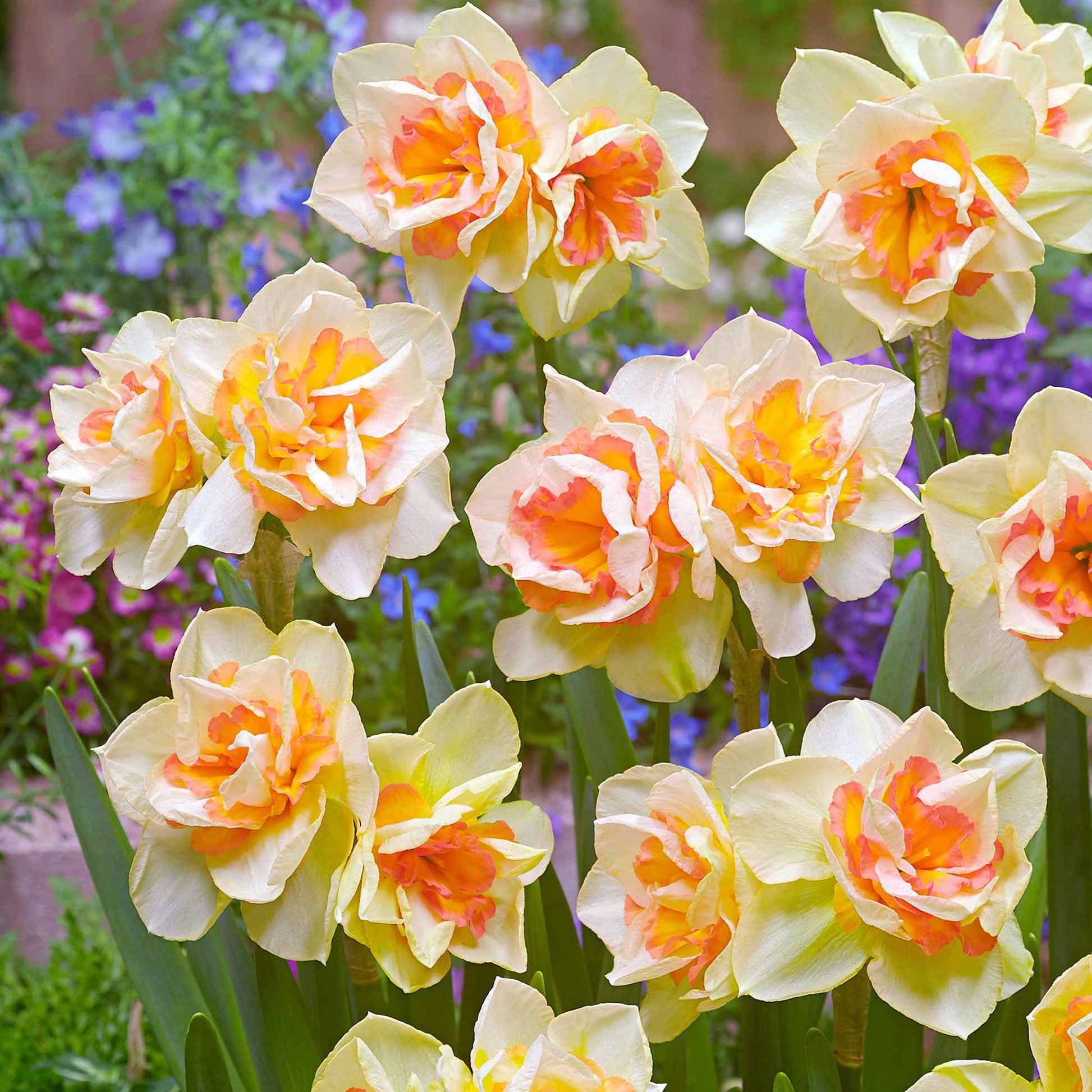 15x Großblütler Narzissen Narcissus 'Sweet Ocean' weiβ-orange - Beliebte Blumenzwiebeln