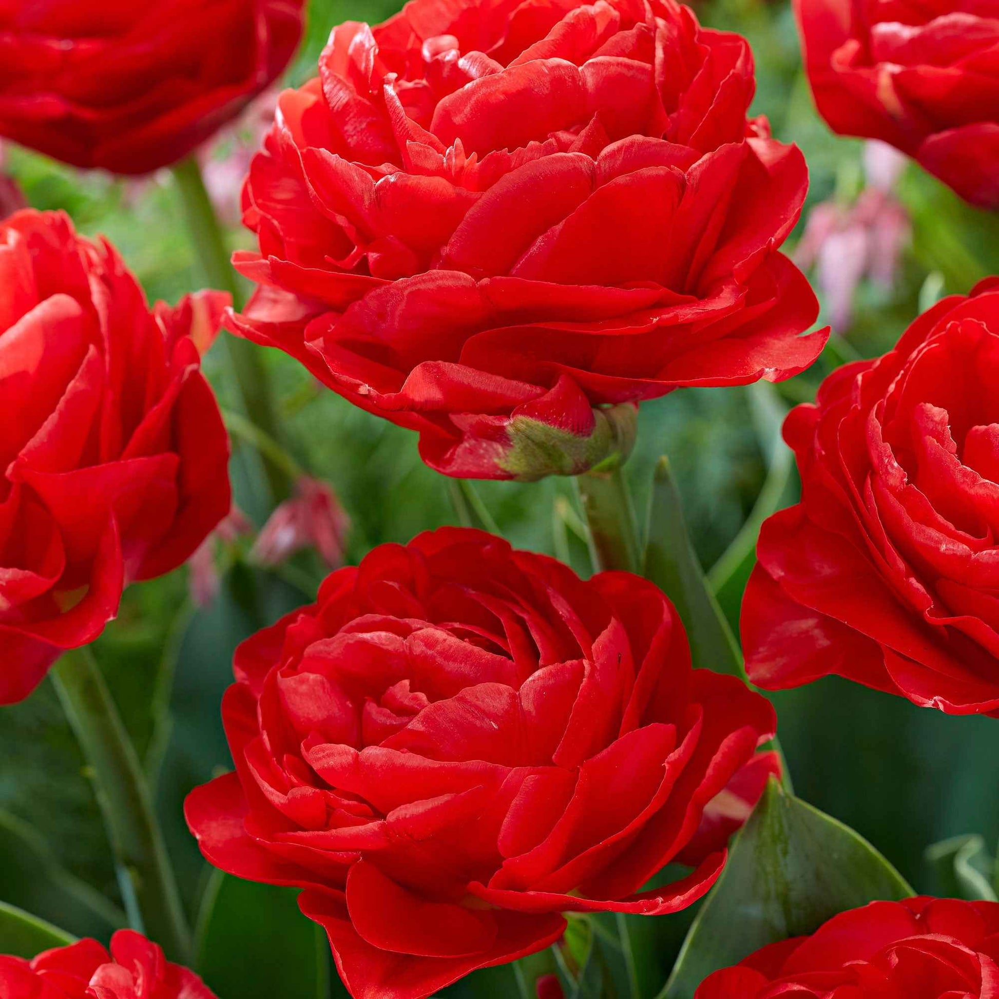 20x Tulpen Tulipa 'Pamplona' rot - Alle Blumenzwiebeln