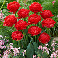20x Tulpen Tulipa 'Pamplona' rot - Beliebte Blumenzwiebeln