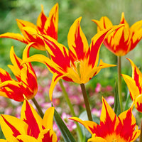 12x Tulpen Tulipa 'Fire Wings' rot-gelb - Beliebte Blumenzwiebeln