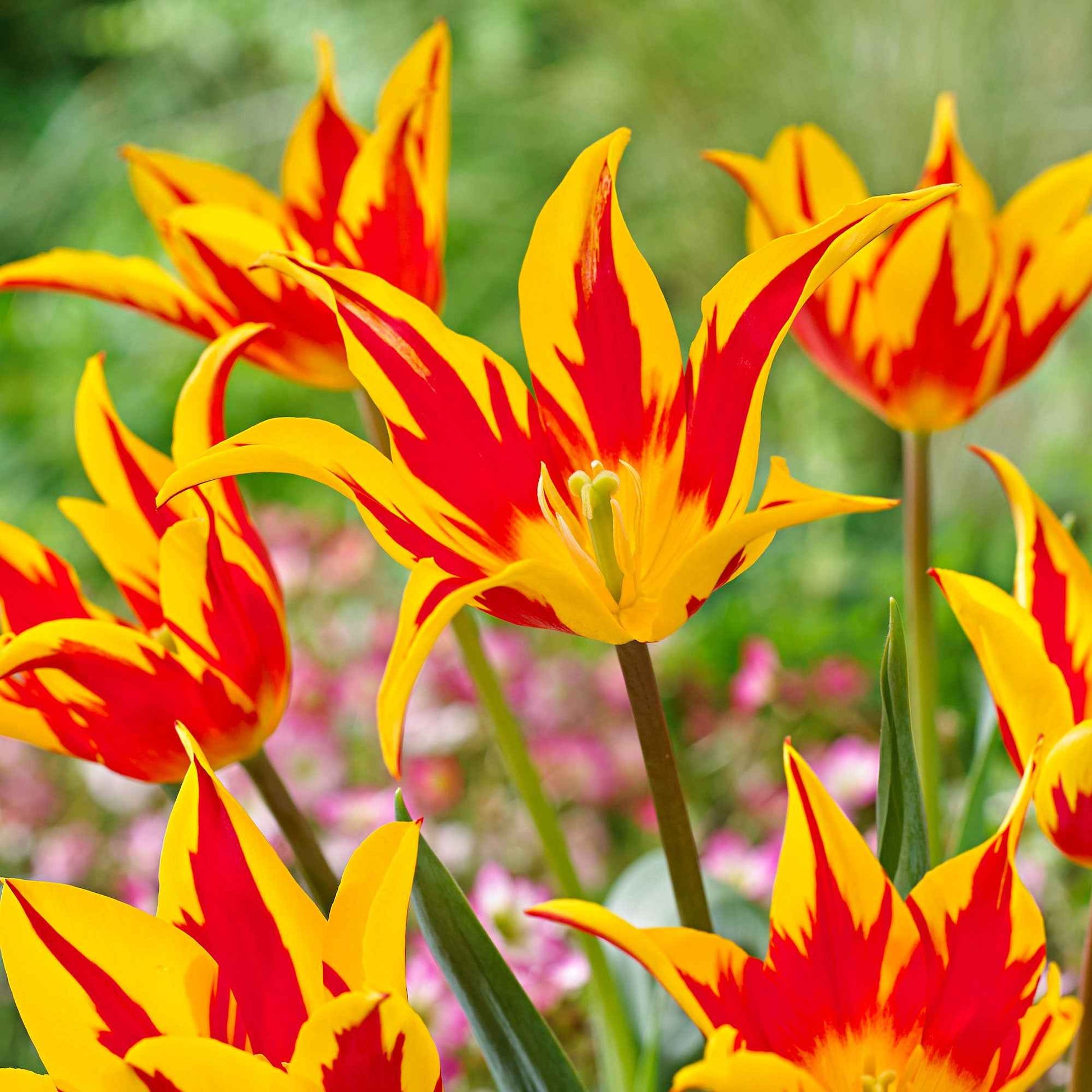 12x Tulpen Tulipa 'Fire Wings' rot-gelb - Beliebte Blumenzwiebeln
