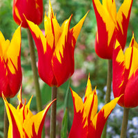 12x Tulpen Tulipa 'Fire Wings' rot-gelb - Alle Blumenzwiebeln